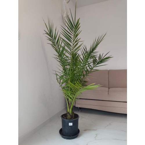 Phoenix Canariensis - Daktyloweic Kanaryjski 140-180cm